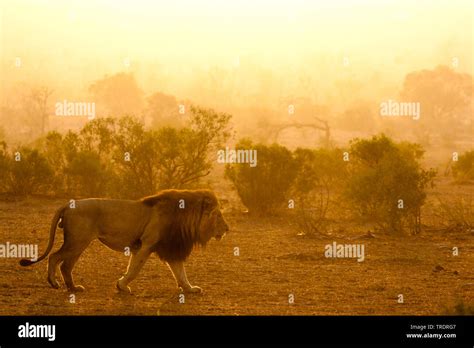 Lion Panthera Leo Walking Male Lion At Sunrise Side View South