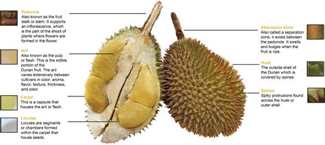 Durian Harvests Musang King Durian Investments