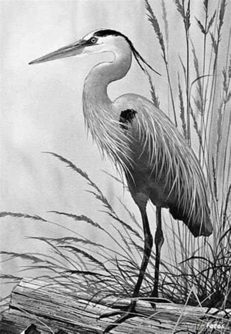 Pin By Sandy Sear On Coloring Pages Heron Art Bird Drawings