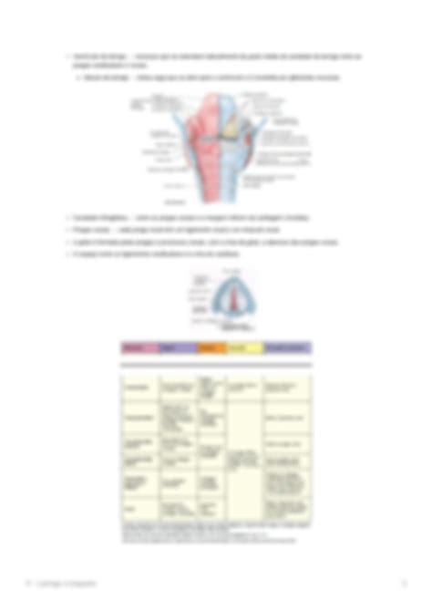 SOLUTION Anatomia Da Laringe E Traqueia Studypool