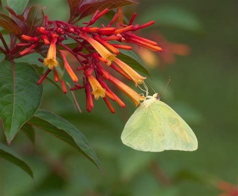Butterfly On Firebush My Yard Citrus County FL Flickr