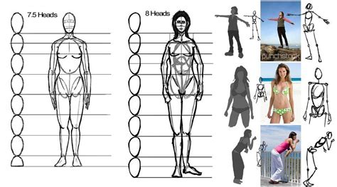 Proportions Of The Body Art Reference Drawings Art