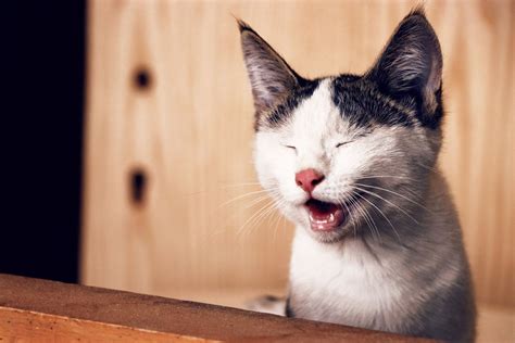 Can Cats Smile Yes But They Use Their Eyes To Do It Study Discovers