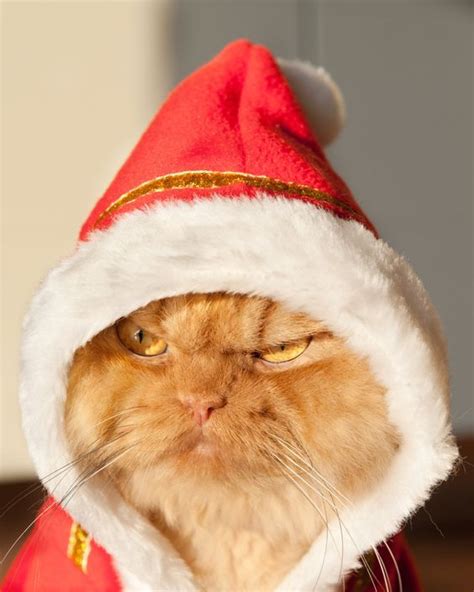 Check Out Icelands Super Weird Yule Cat Christmas Myth Cattime