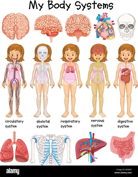 Corpo Umano Schema Sistemi Di Illustrazione Immagine E Vettoriale Alamy