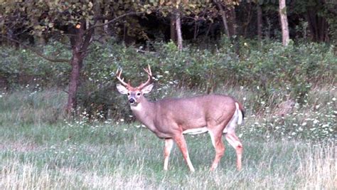 Deer Hunting Deaths 2 Die On Wisconsins Gun Hunt Opening Day