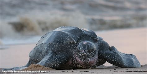 Oct 15th Is Pacific Leatherback Sea Turtle Conservation Day Turtle