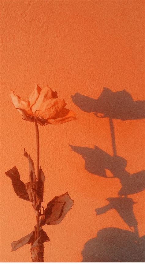 Pin By N•u•h•a On Aesthetic Orange Aesthetic Orange Wallpaper