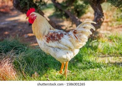 Turken On Transylvanian Naked Neck Chicken Stock Photo