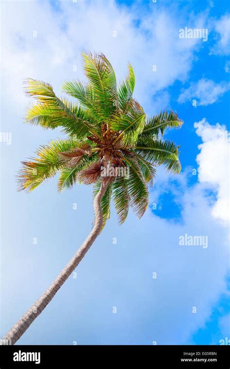 Coconut Palm Tree Hi Res Stock Photography And Images Alamy