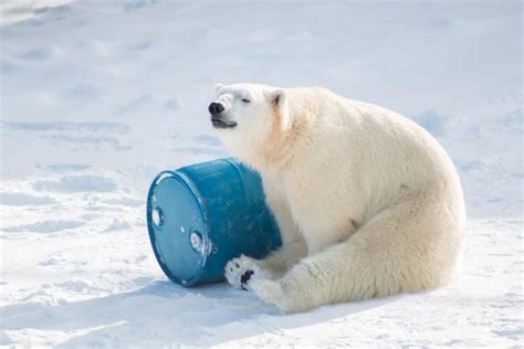 Canadian Polar Bear Habitat Gives Bears A Giantfrozen Lake And Its A