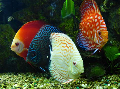 Discus Fishes Peixes Marinhos Peixes De Agua Salgada Peixes Ornamentais