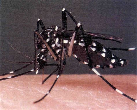 Asian Tiger Mosquito Invasive Species Two Invasive Insect Species