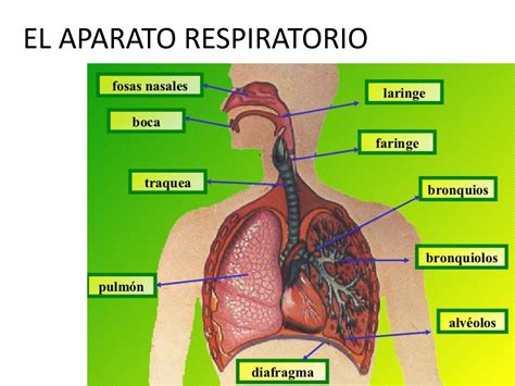Organos Del Sistema Respiratorio Todos Los Organos Involucrados En La Images