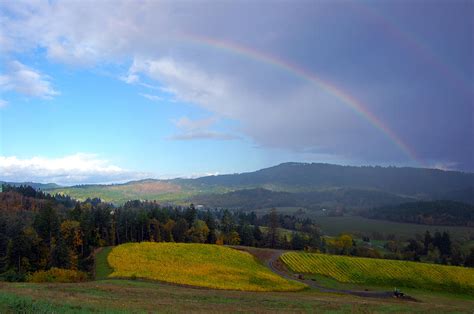 Rainbow Over Vineyard Photograph By Sherrie Triest Fine Art America