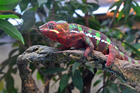 Colorful Chameleon Photograph By Marta Pawlowski Fine Art America