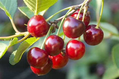 September 08, 2017 5 comments. Cherry Poisoning in Dogs - Symptoms, Causes, Diagnosis ...