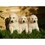 Dogs Puppies Golden Retriever Free Stock Photo  Public Domain Pictures