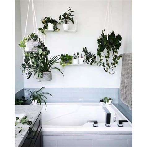 18 Best Hanging Plant Ideas For Bathroom That Will Make It Full Of Life