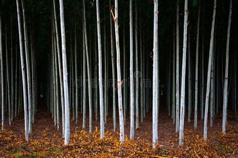 High Eucalyptus Forest Stock Photo Image Of Group Tropical 121060386