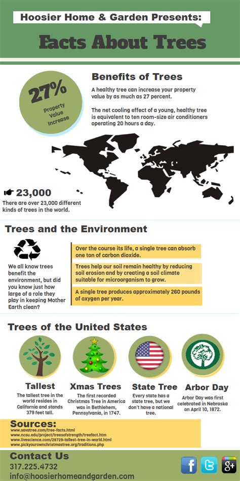 What To Know About Trees Infographics Mania