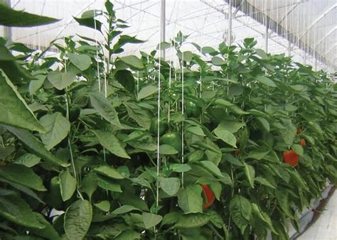 Harnois Greenhouse Hydroponic Capsicum Production Hydroponic