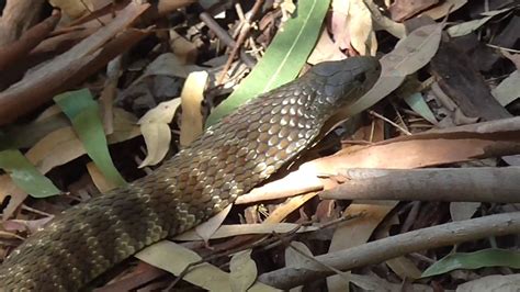 A Couple Of Melbourne Tiger Snakes Youtube