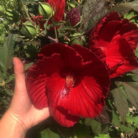 There are 47 perennial zones 3 9 for sale on etsy, and they cost $17.56 on average. "Cranberry Crush' Hibiscus. Part Sun to Sun.3-4' tall ...