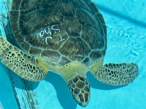 The Turtle Hospital Marathon Florida Keys Best Attraction Us Gulf