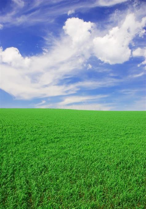 Grassy Field Stock Photo Image Of Backgrounds Grass 8053304