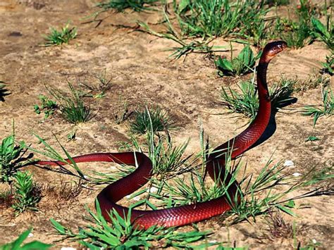 Red Snake Wild Life Adventures
