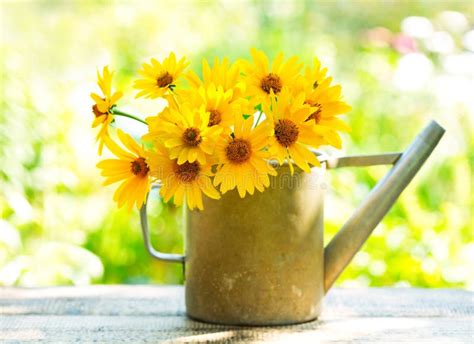Yellow Bouquet Of Spring Flowers In Watering Can Stock Photo Image Of