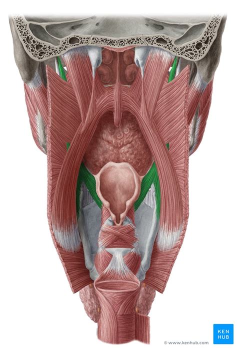 If muscles have the word pectoralis in them, they relate to the chest. Muscles of the pharynx and their functions | Kenhub