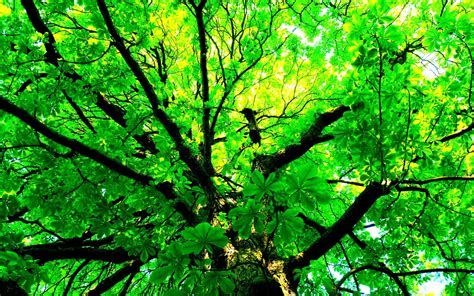 Looking Up At Green Tree Hd Wallpaper Background Image 2560x1600