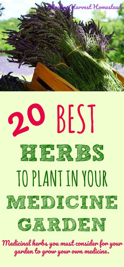 20 Medicinal Herbs To Grow In Your Healing Garden Make Your Own Herbal