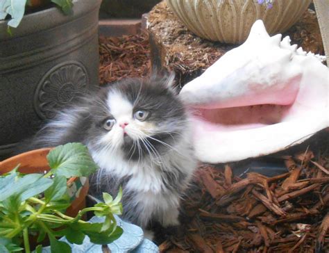Scottish Kilt Kittens For Sale Munchkin Fold Kittens For Sale