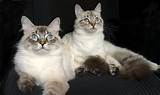 The siberian cat is a naturally occurring cat breed that has been refined through selective breeding. Siberian Kitten Adoption Application - Siberian Cats