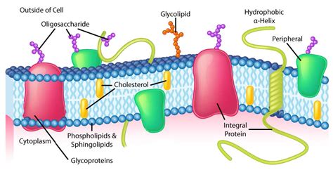 What Is A Glycolipid Slidesharetrick