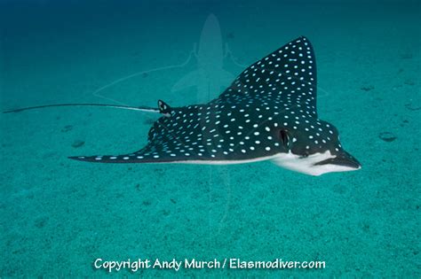 Spotted Eagle Ray Pictures Images Of Aetobatis Narinari