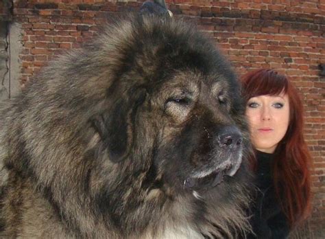 Ovchartka Tibetan Mastiff Caucasian Mountain Dog Russian Bear Dog