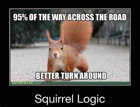 Squirrel Quotes Quotesgram