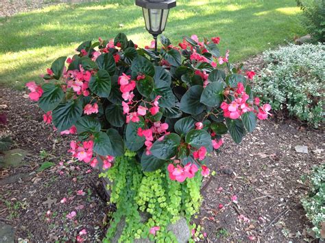 Surefire Rose Begonias And Creeping Jenny For Your Garden Borders