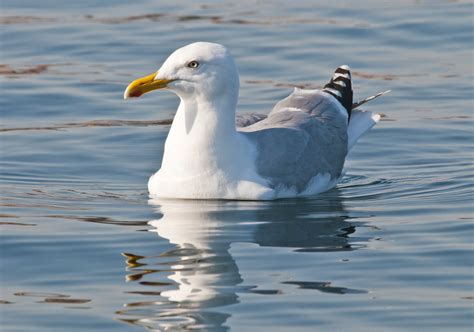 herring gull larus argentatus coastal archipelago park … flickr