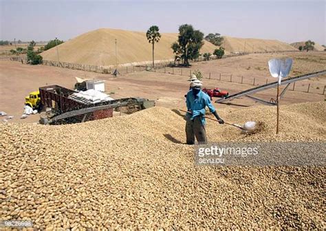 Groundnut Growing Photos And Premium High Res Pictures Getty Images