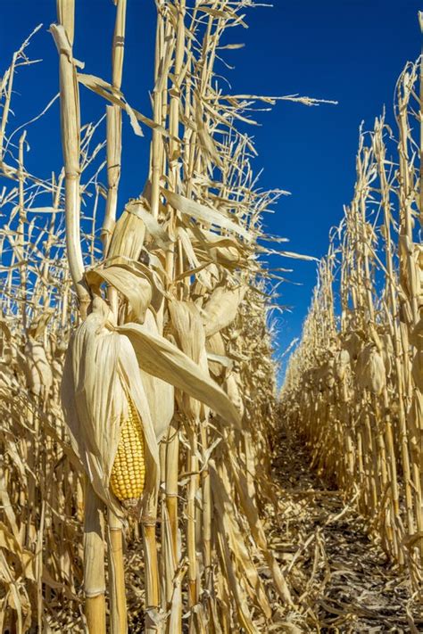 Corn Stalks In The Winter With Corn On Them Stock Image Image Of Farm