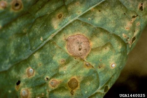 Maybe you would like to learn more about one of these? brown spot (Alternaria alternata ) on burley tobacco (Nicotiana tabacum (burley type)) - 1440025