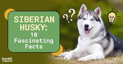 Siberian Husky 10 Fascinating Facts