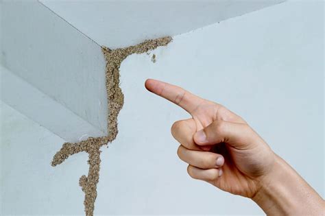 Is It Possible To Buy Or Sell A House With Termite Damage