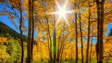 Yellow Spring Autumn Leafed Trees Forest In Rays Of Light Blue Sky