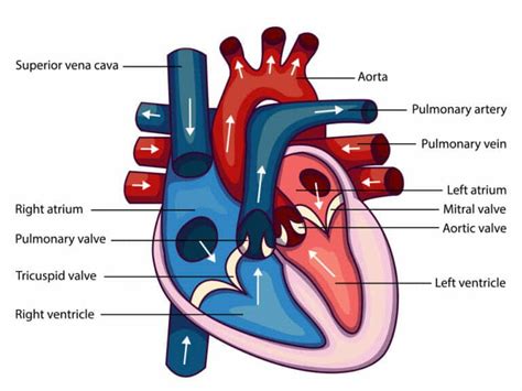 Anatomía Y Fisiología Del Corazón Ahca